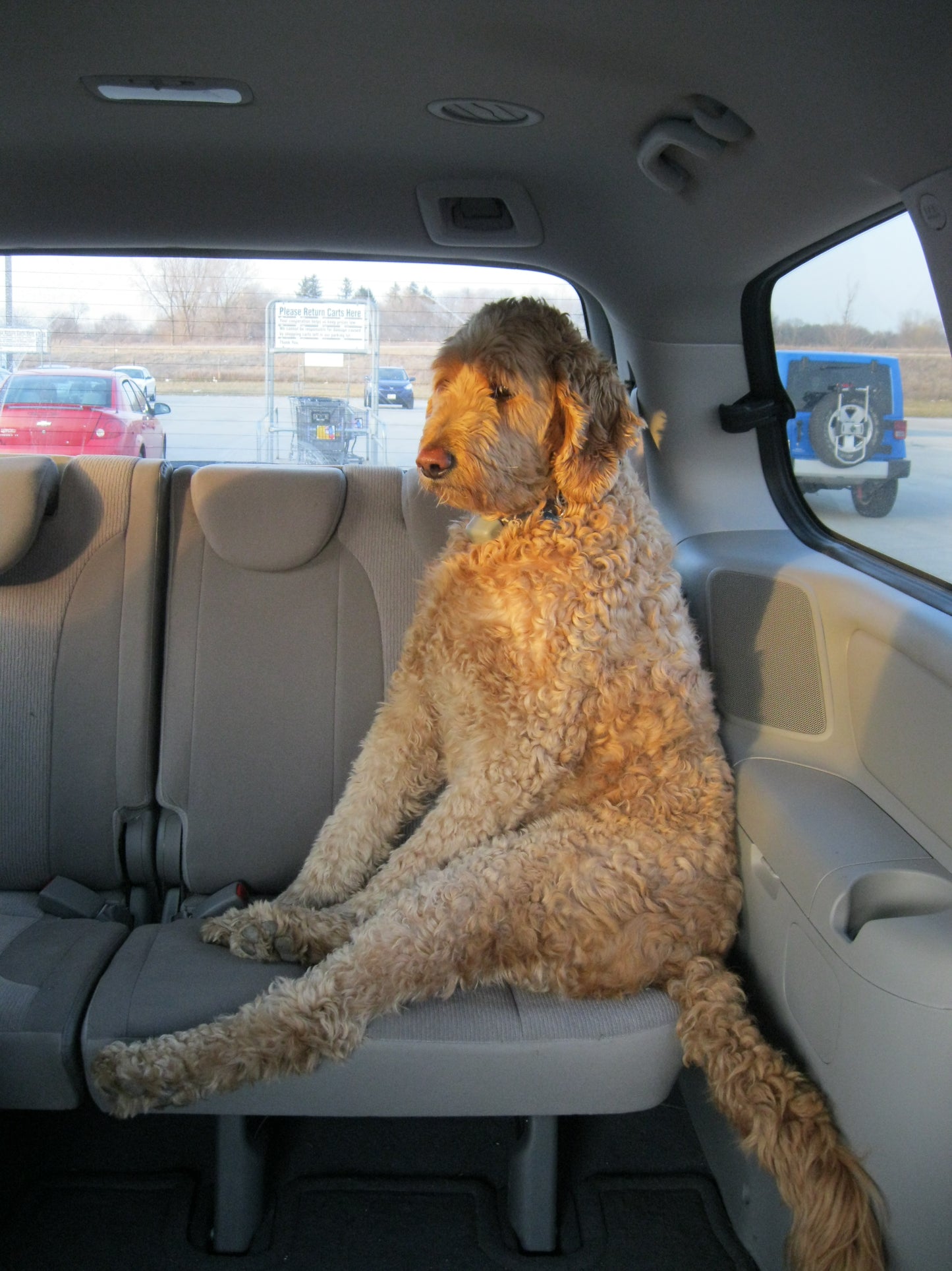 Sham-pooch: Soap for Dogs and their People, too.