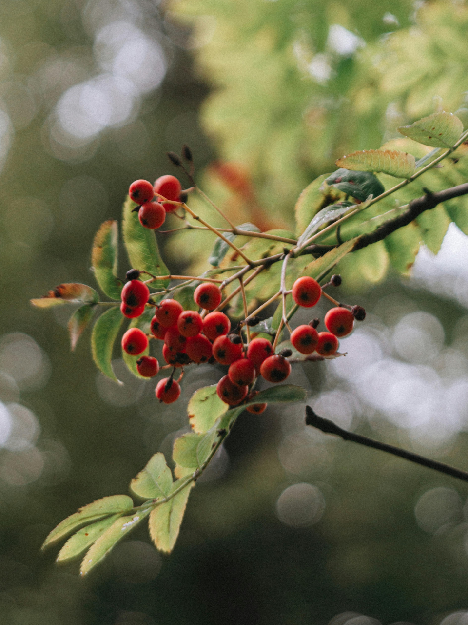 Twigs and Berries Rocks Glass Soy Candle: Red Currant, Juniper, Lemon Zest