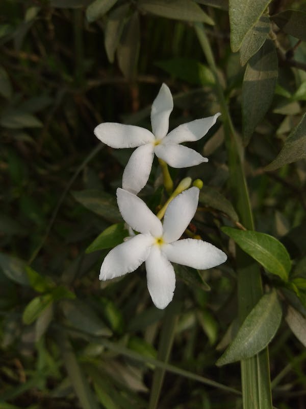 Bath and Body Oil, Aphrodite: Jasmine + Ylang Ylang