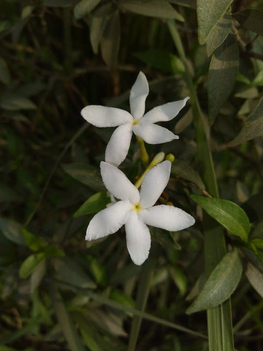 Limited Edition Bath and Body Oil, Aphrodite: Jasmine + Ylang Ylang