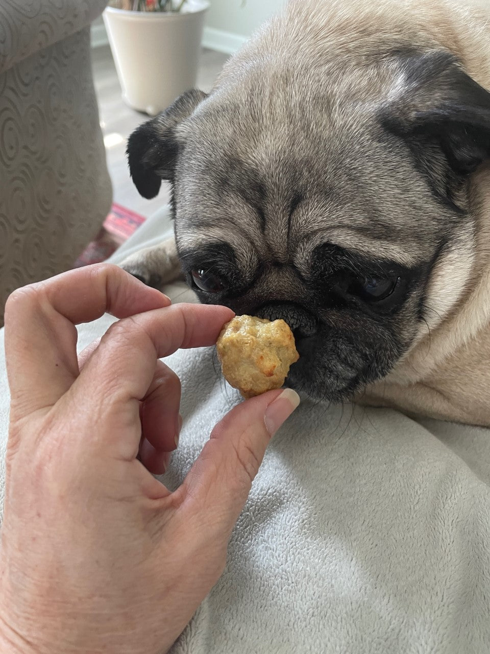 Millie's Meatballs (Homemade Healthy Dog Treat)