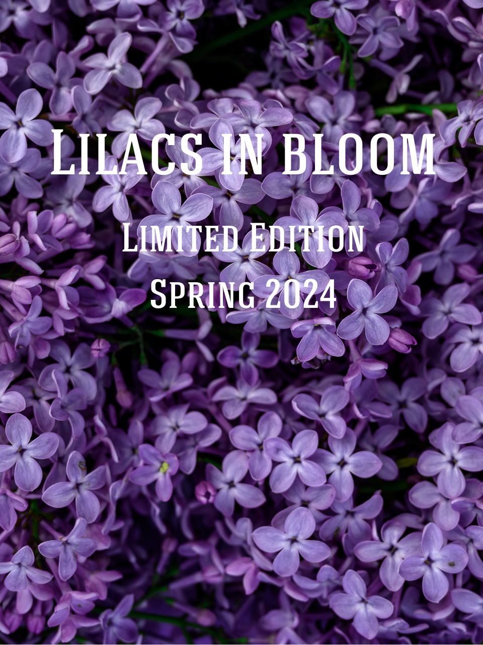 Lilacs In Bloom Soy Candle: Lilacs, Green Leaves