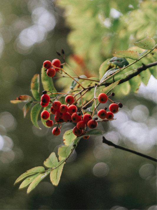 Twigs and Berries Rocks Glass Soy Candle: Red Currant, Juniper, Lemon Zest