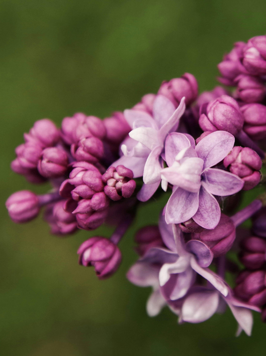 NEW! Lilacs In Bloom Rocks Glass Soy Candle: Lilacs, Green Leaves
