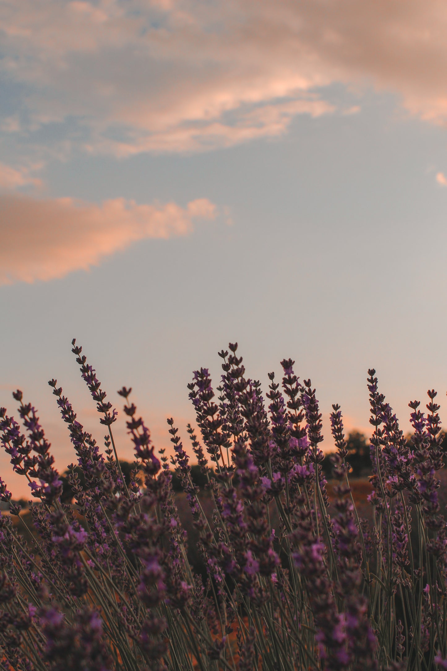 Bath and Body Oil, Sweet Earth: Lavender Patchouli